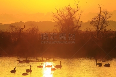 izunuma,黎明,环境,荷花,天鹅,水面,自然美,宫城县栗原市,鸟类,丘陵鹅