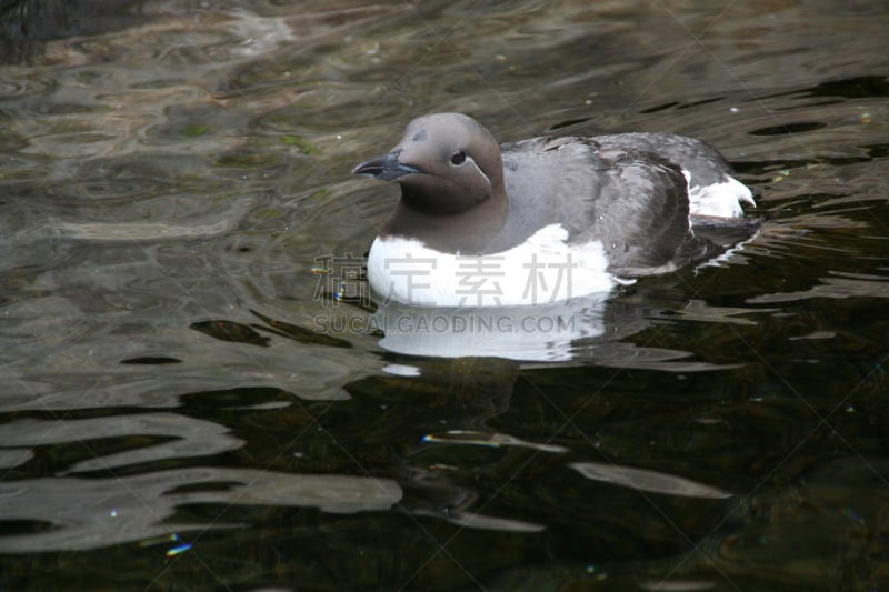 海鸦,自然,水,灰色,水平画幅,鸟类,活力,海洋,喙,动物