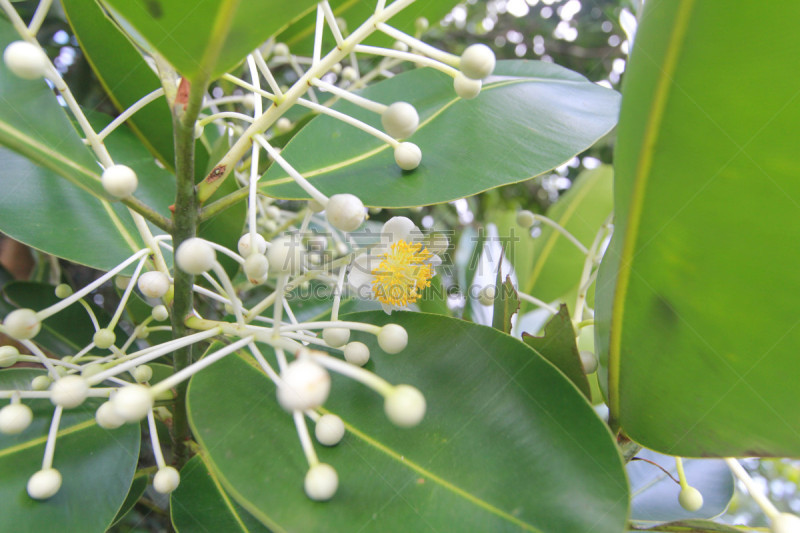 藤黄科,心皮,自然,植物,水平画幅,无人,清新,叶子,特写,背景