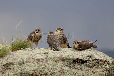 prairie falcon,家庭,库珀鹰,灰背隼,鹰爪,猎鹰,自然,野生动物,食肉鸟,悬崖
