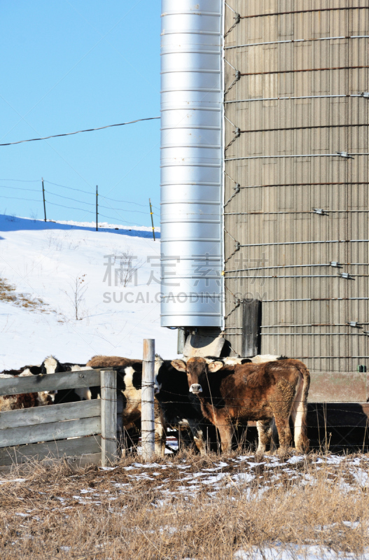 筒仓,母牛,垂直画幅,天空,褐色,山,银色,雪,户外,图像