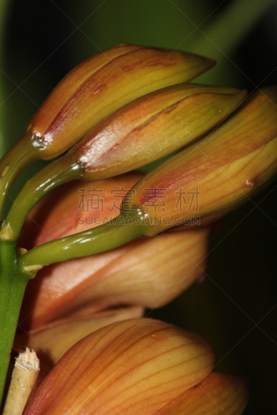 兰花,自然,垂直画幅,美国,橙色,雄蕊,无人,特写,单子叶植物,花蕾
