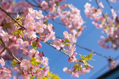天空,蓝色,日光,粉色,花朵,背景,樱之花,美,公园,水平画幅