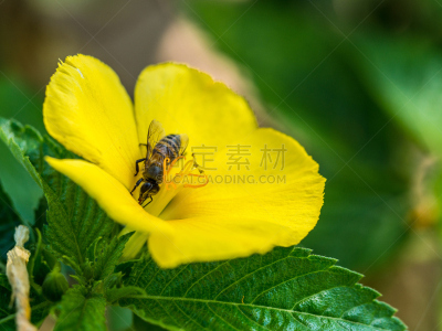 花粉,蜜蜂,人生大事,里面,定格动画,美,水平画幅,早晨,夏天,时间