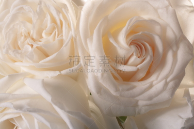 玫瑰,特写,背景,周年纪念,彩色背景,泰国,自然美,化妆用品,艺术品,连衣裙