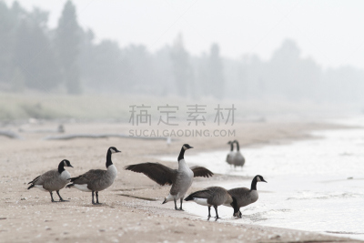 加拿大黑雁,海滩,羊群,大本德,休伦湖,蹼足,五大湖,褐色,颈,水平画幅