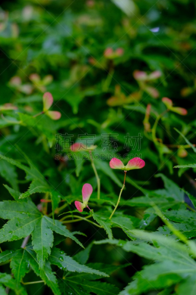 早晨,枫树,种子,枫树的翅果,垂直画幅,选择对焦,无人,湿,户外,特写