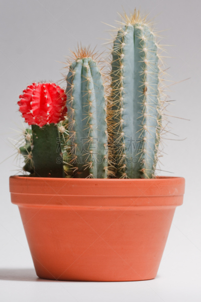 植物,小的,仙人掌,红松,锅,垂直画幅,墨西哥火桶仙人掌,彩色图片,无人,摄影