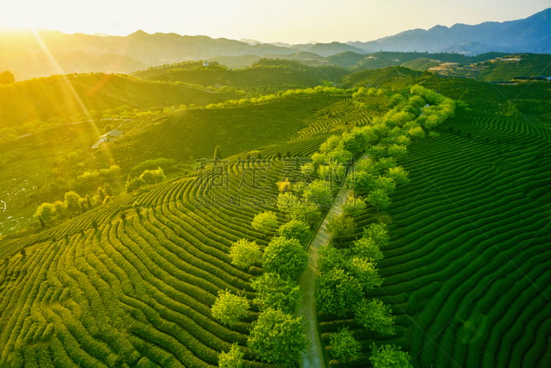 茶树,绿色,地形,茶树油,福建省,茶叶,绿茶,天空,气候,水平画幅