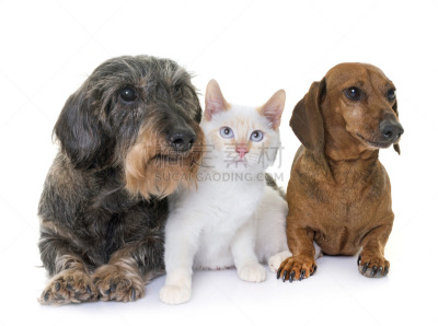 古老的,腊肠犬,小猫,褐色,水平画幅,小的,进行中,白色背景,背景分离,工作室
