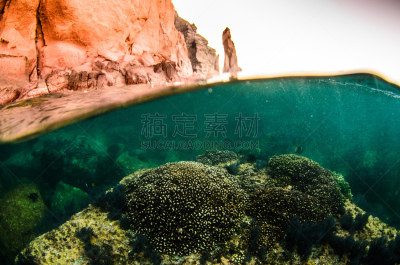 礁石,考特斯海,石帆珊瑚虫,热带气候,水面,动物,海底,水下,在下面,鱼类