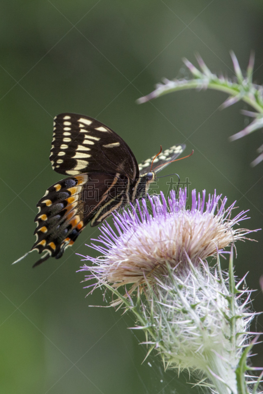 自然,palamedes swallowtail butterfly,地形,花头,蓟,粉色,背景,垂直画幅,美,无人