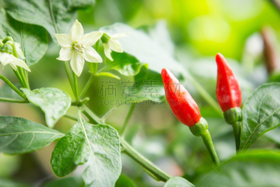 辣椒,菜园,辣椒沙司,水平画幅,椒类食物,生食,特写,泰国,植物