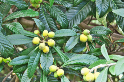 枇杷,水果,新宿御苑,五月,水平画幅,橙色,无人,日本,浆果,春天