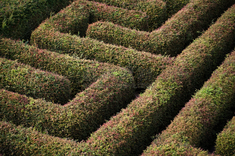 green labyrinth of trees - claustrophobia, psychology, searching for an exit