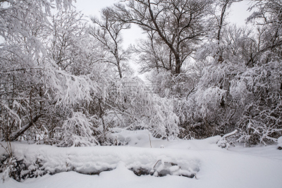 雪,俄罗斯,冬天,自然,地形,森林,自然美,天空,美,新的