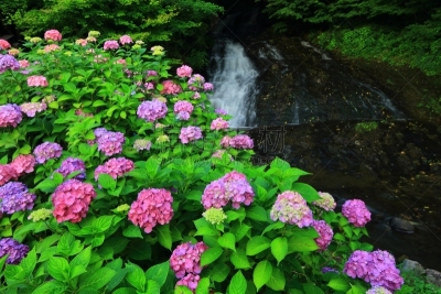 八仙花属,水,水平画幅,瀑布,无人,夏天,户外,植物,雨,水车