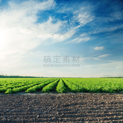 西红柿,田地,灌木,天空,绿色,蓝色,时间,在上面,有机农庄,地平面