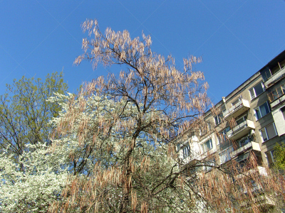 低视角,春天,都市风光,梨树,李树,杜鹃花,樱桃树,开花时间间隔,柳树,公园