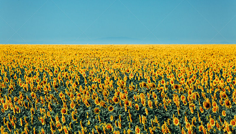 天空,田地,农业,地形,蓝色,向日葵,概念,美,水平画幅,无人