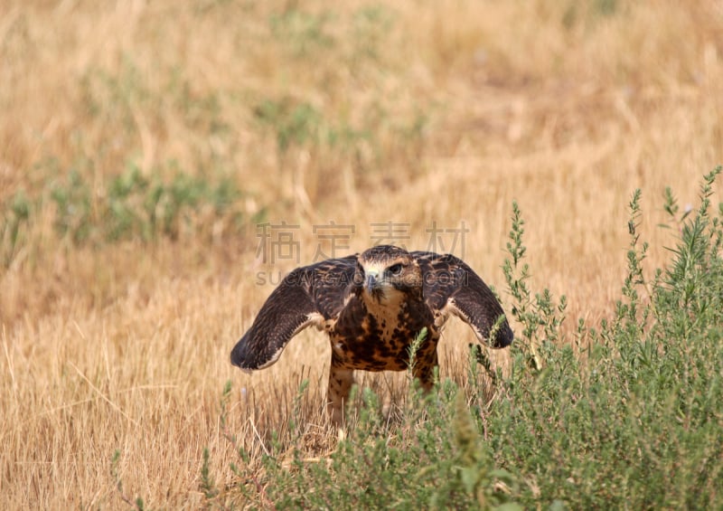 萨斯喀彻温省,老鹰,风景,陆地,swainson's hawk,自然,人老心不老,野生动物,食肉鸟,水平画幅