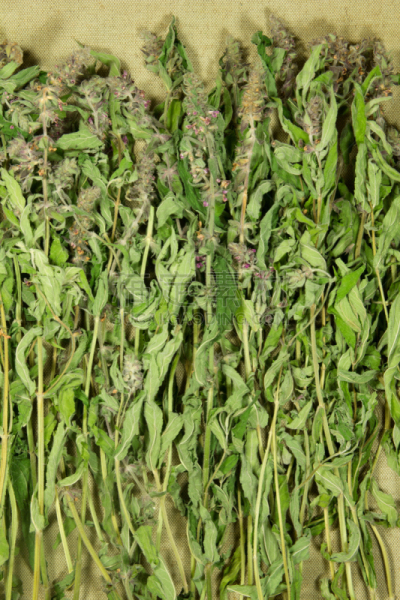 干的,鼠尾草,草药,草本,垂直画幅,替代疗法,辅导讲座,草原,芳香的,枝繁叶茂