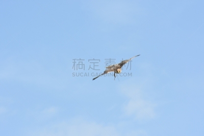 游隼,意大利,天空,食肉鸟,水平画幅,鸟类,爪子,动物身体部位,户外,有冠长腿兀鹰