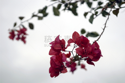 三角梅,水平画幅,红色,白色背景,卢甘维尔,美,兰花,无人,夏天,户外