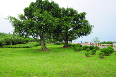 田地,自然,绿色,背景,派克大街,红杉,天空,美,公园,草原