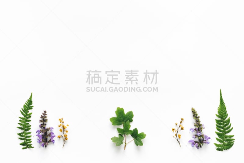 白色背景,紫鼠尾草,蕨类,枫叶,留白,边框,水平画幅,无人,纯净,夏天