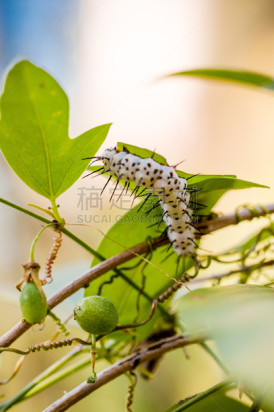 班玛纹长翅蝶,毛虫,自然,垂直画幅,褐色,有蔓植物,绿色,西番莲,蝴蝶,荆棘