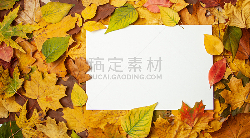 黄色,空白的,秋天,叶子,正下方视角,长方形,轻蔑的,概念,赛尔,文字