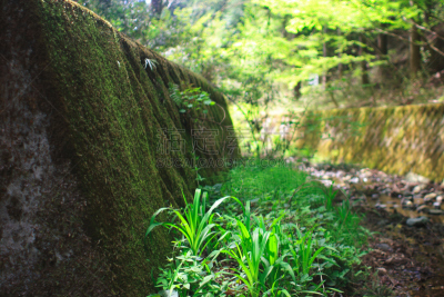 苔藓,相模原,挡土墙,神奈川县,生态多样性,水,美,公园,水平画幅,枝繁叶茂
