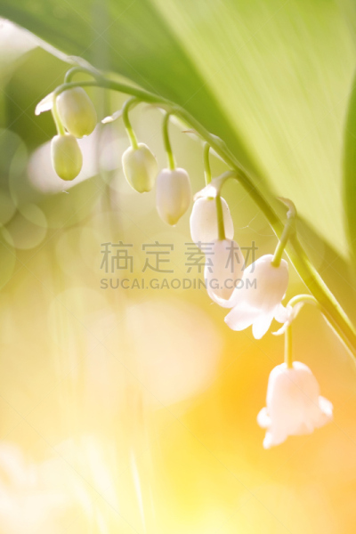 花朵,铃兰,五月花号船,垂直画幅,芳香的,无人,五月,夏天,草,特写