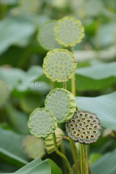 荷花,垂直画幅,水,雨,环境保护,绿色,无人,雨滴,叶子,摄影