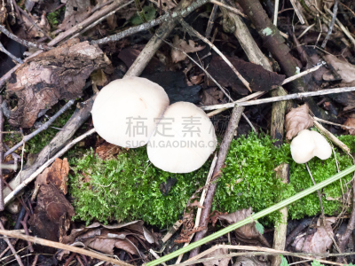 真菌,鸭舌帽,巨大的,蘑菇,野生植物,白色,腰部以下,星裂硬皮马勃,真菌学,社区菜园