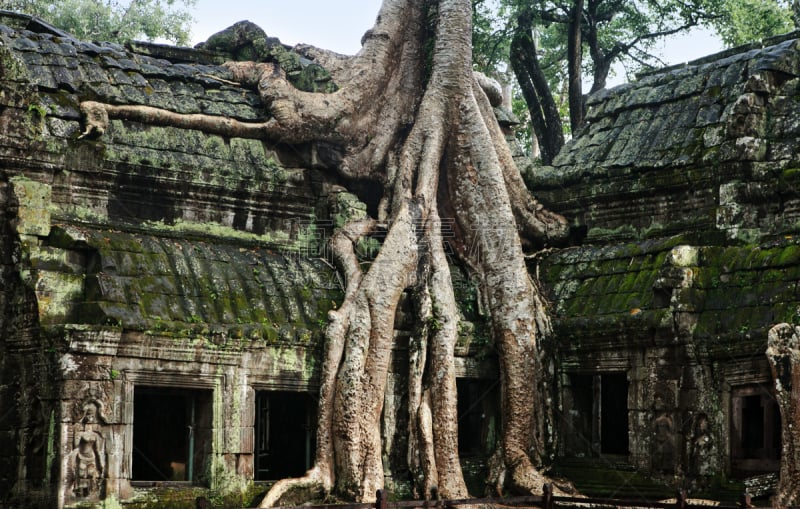 根部,吴哥,名声,熔锅,建筑承包商,水平画幅,柬埔寨,麦克尔·希恩,女神,石材