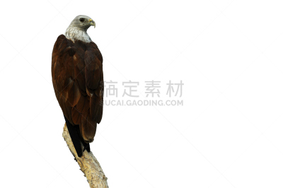 老鹰,红色,棕石棉,猎鹰,褐色,水平画幅,鸟类,动物身体部位,尖利,野外动物