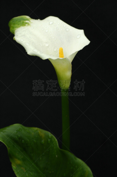 白色,马蹄莲,垂直画幅,无人,绿女神,背景分离,黑色,仅一朵花,百合花,黑色背景