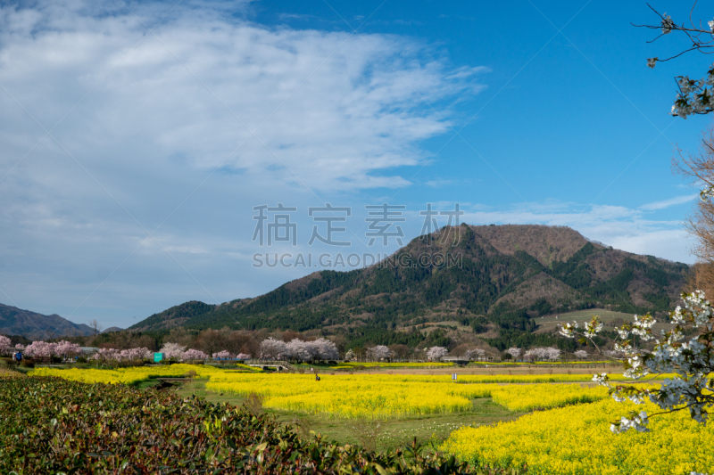 油菜花,樱桃树,公园,自然美,新泻市,新泻县,吉野樱花,星和园,农作物,水