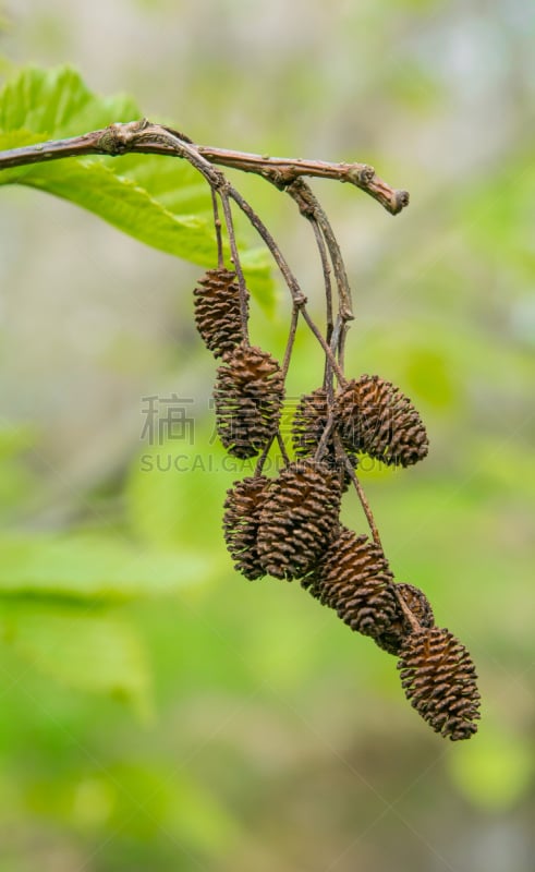 圆锥,桤树,飞絮柳,自然,垂直画幅,褐色,小的,无人,户外,干的