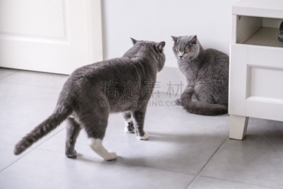 室内,短毛猫,可爱的,美,头发,灰色,水平画幅,无人,幽默,哺乳纲