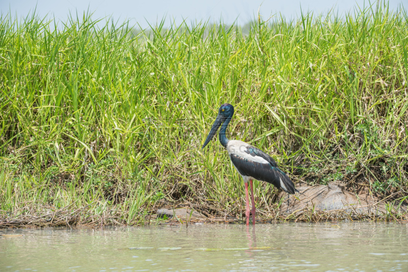 Female black-necked​ stork wading in the Corroboree Billabong wetland with native grasses in the Northern Territory of Australia