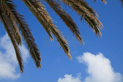 棕榈树,菲纳莱利古雷,天空,水平画幅,无人,户外,植物,庭院,城镇,利古里亚大区