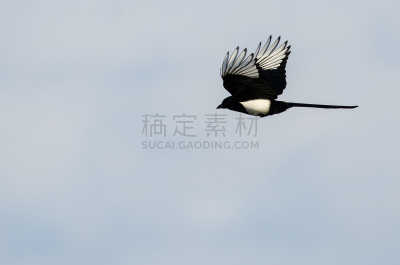 蓝色,黑色,鹊,喙,天空,自然,黑嘴喜鹊,野生动物,美国,水平画幅