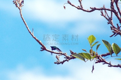 紫耳峰鸟,自然,荧光色,乡村,拉丁美洲,图像,厄瓜多尔,枝,小的,鸟类
