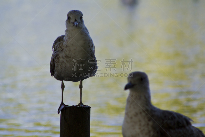 海鸥,木桩,小黑背鸥,捕获的,水平画幅,欧洲,鸟类,户外,湖,葡萄牙