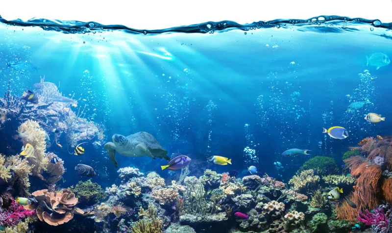 礁石 水下 热带鱼 都市风光 珊瑚色 海底 鱼缸 水族馆 鱼类 大堡礁图片素材下载 稿定素材 礁石 水下 热带鱼 都市风光 珊瑚色 海底 鱼缸 水族馆 鱼类 大堡礁图片素材下载 稿定素材