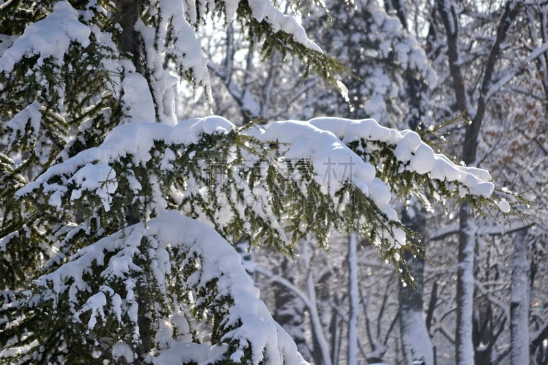 雪,枝,森林,沼穴伊甸;,水平画幅,无人,户外,特写,阶调图片,冬天