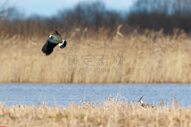 自然,野生动物,水平画幅,无人,鸟类,麦鸡亚科,春天,防水长靴,动物,北